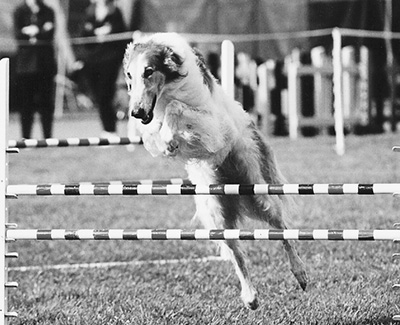 Top Versatility Borzoi 2001